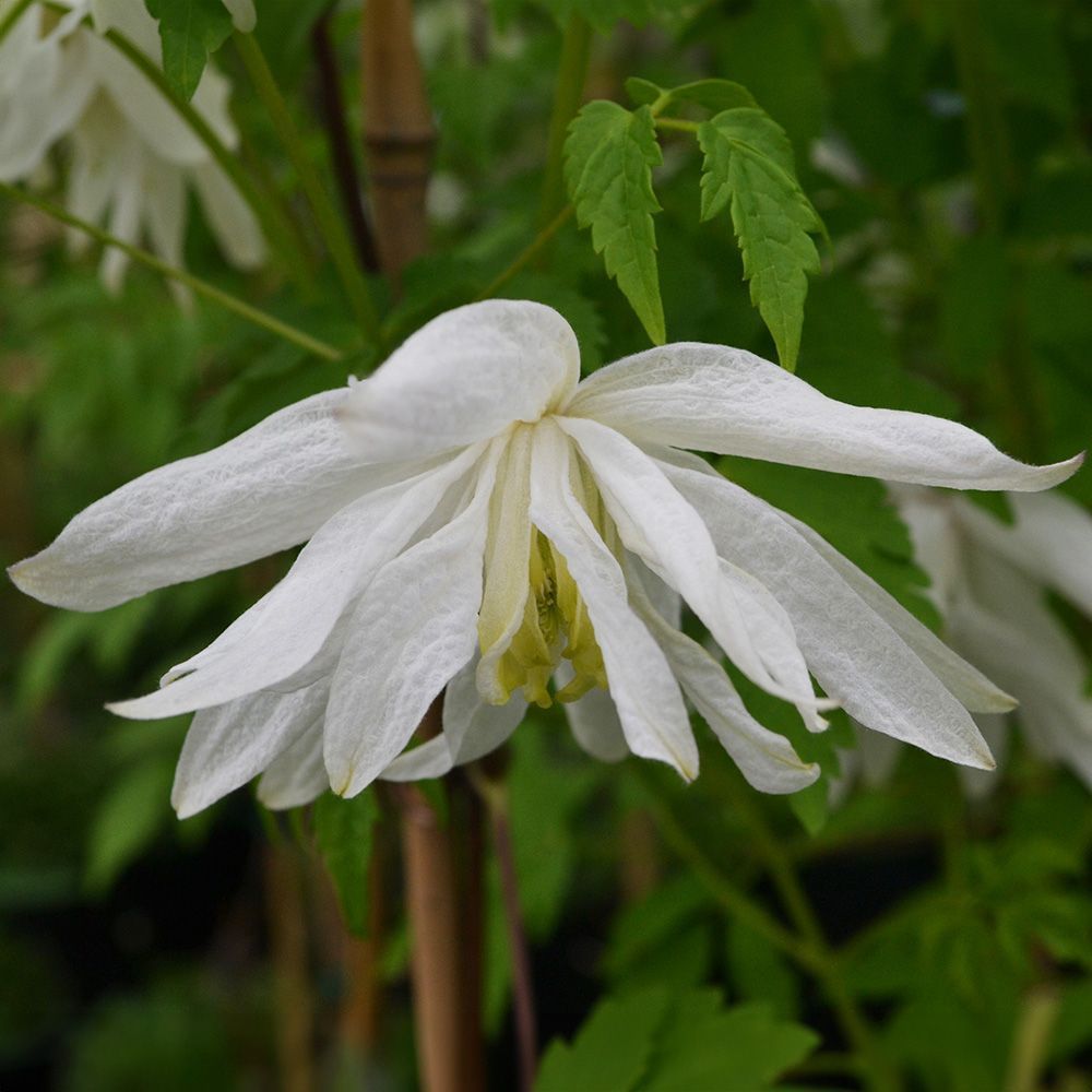 Clematis macropetala Albina Plena